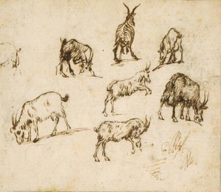 Study of Goats